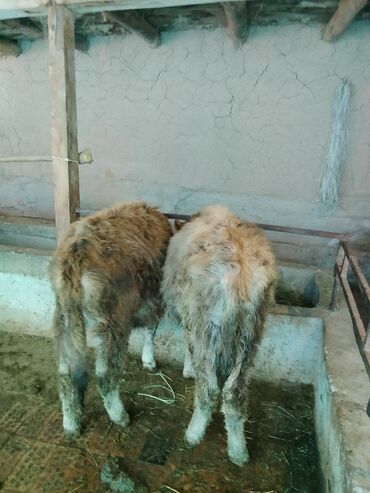 Коровы, быки: Продаю | Тёлка | Алатауская, Полукровка | Для разведения | После отела — 1