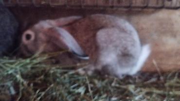 Животные: Продаю | Крольчата | Французский баран | Для разведения — 1
