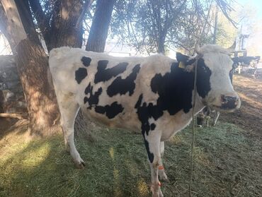 теленки или телята купить: Сатам | Уй (ургаачы) | Голштин | Сүт алуу үчүн | Байланган