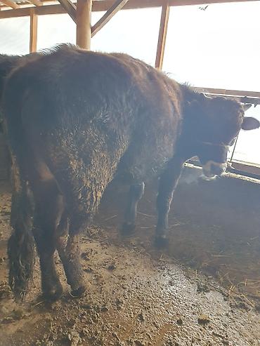 Коровы, быки: Продаю | Бык (самец) — 9