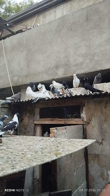 göyərçin satılır: Göyərçinlər satılır – müxtəlif rəng və növlər. - Ağ, qara-ağ, boz-ağ — 8