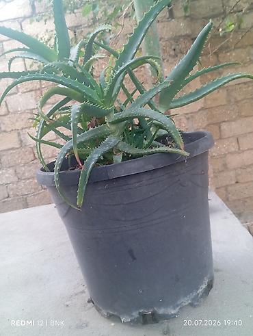 алоэ пайдасы: Aloe vera (sukkulent) – iri plastik dibçəkdə - Bitki: Aloe vera — 2