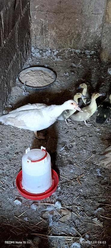 ev heyvanlarının satışı: Dişi, | Lal ördək, Damazlıq — 4