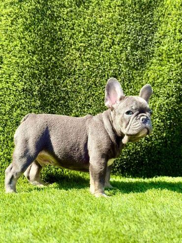 Psi: Odgajivačnica La Casa de Frida – FC Srbija Predstavlja prelepe štence — 6