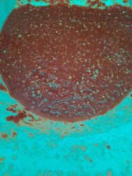 продам домашние заготовки: Бадыраңдар