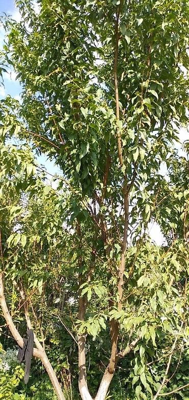 чон арвк: 🌿 Просторный дом с большим участком 7,5 соток в Чуй-Токмоке (ул — 6
