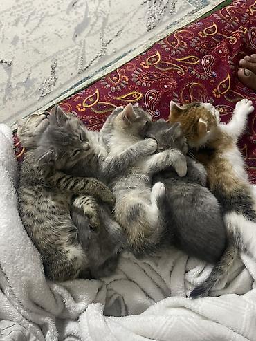 корги собака цена: Котята из одного помёта - Окрас: серый дымчатый, серо-белый, тигровый — 1
