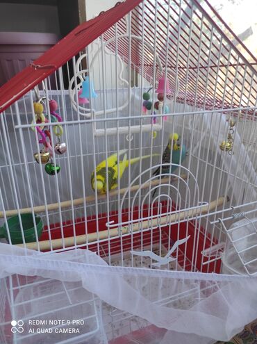 питомник чихуахуа бишкек: Продается Пара волнистых попугаев