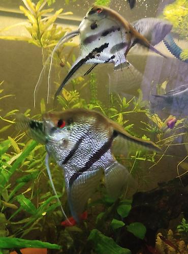 Аквариумы: Продаю скаляров самца с самкой взрослые а также две пары половозрелых — 3