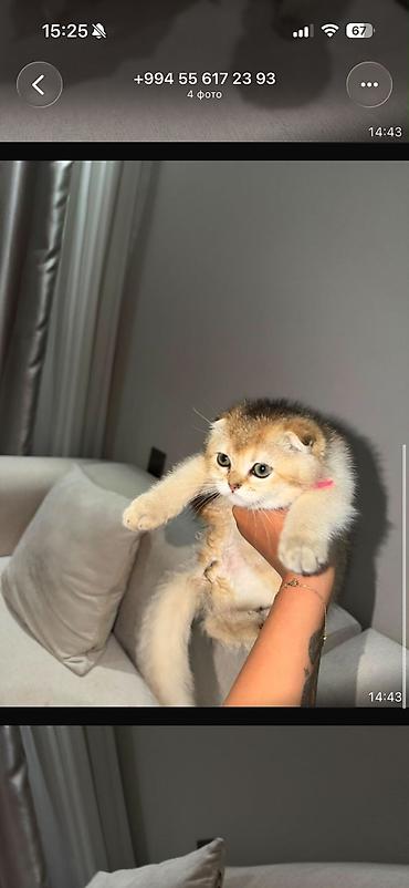 шиншилла кошка цена: Золотая шиншилла — 9