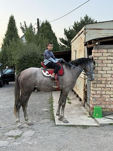 Продаю | Конь (самец) | Конный спорт | Мерин at lalafo.kg Продаю | Конь (самец) | Конный спорт | Мерин