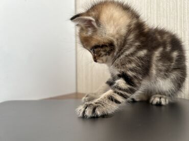 Pişiklər: Şinşilla -da lalafo.az — 11 Pişiklər: Şinşilla — 11