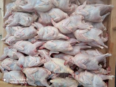 животные птицы: Мясо перепелы 650 кг