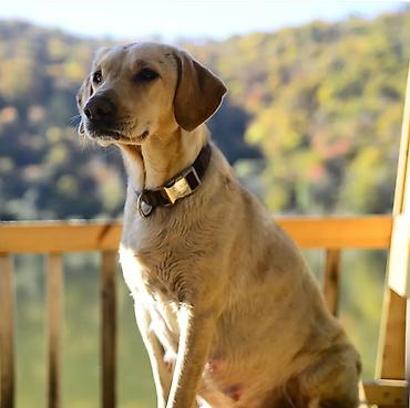 dişi labrador: Labrador-retriver, 6 il, Dişi — 4