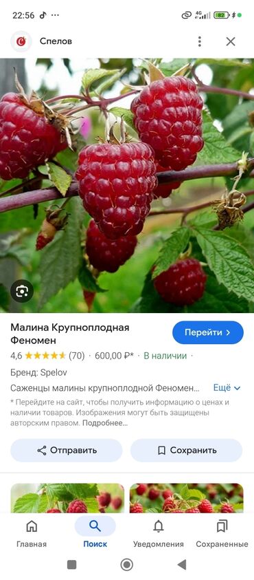 ключ набор инструментов: Саженцы : Малина