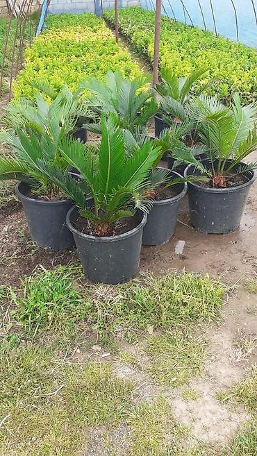 finiks palma: Sago palma (Cycas revoluta) – qara plastik qablarda dekorativ palma - — 1