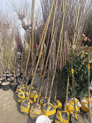 Другие декоративные деревья: САЖЕНЦЫ ОПТОМ — БОЛЬШОЙ ВЫБОР И ВЫГОДНЫЕ ЦЕНЫ! 🌿 В наличии все виды и — 3