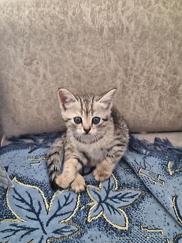 собака хаска: Продаю котят скотишь страйт короткошерстные прямоухие очень добрые и — 1