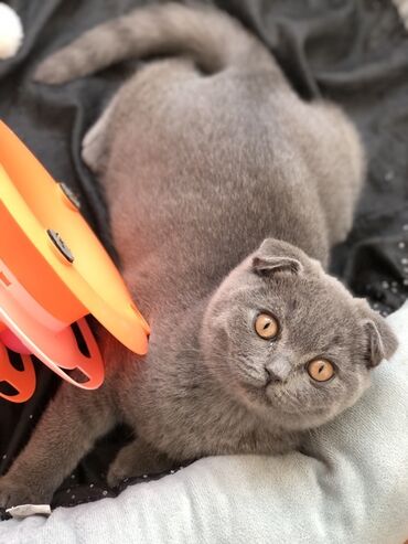 Pişiklər: Şotland, Dişi, Erkək, Ünvandan götürmə — 5