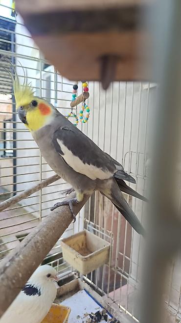 Quşlar: Nimfa (Cockatiel) papağanı – boz rəngli bədən, sarı ibik və yanaqlarda — 3