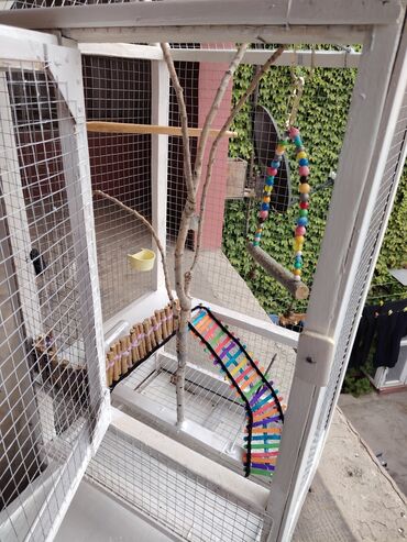 Qəfəslər: Əl işi taxda qəfəs qiyməti 160 azn real alıcılara endirim etmək olar — 9