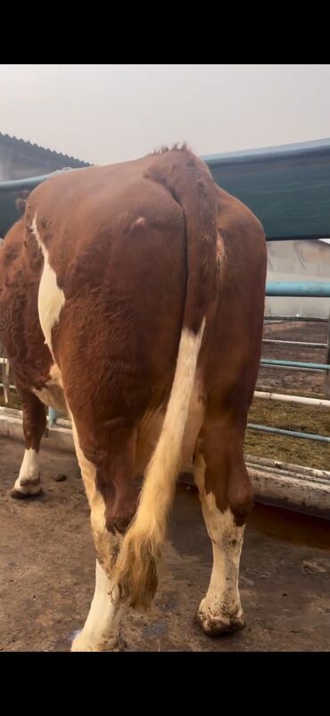 Inəklər, öküzlər: Simental cinsi inək - Rəng: qırmızı-ağ ala - Südçülük istiqaməti, iri — 3