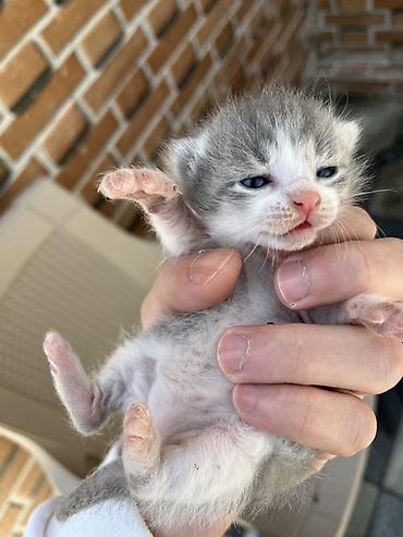Pişiklər: Şotland, Erkək, Dişi, Yaxşı əllərə, Ünvandan götürmə — 1