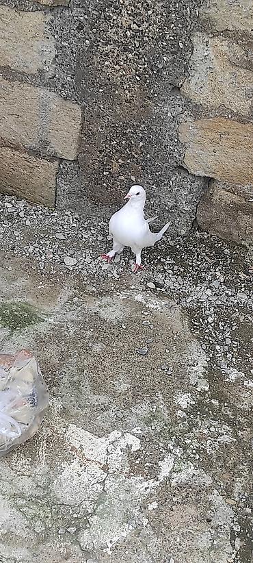 Göyərçinlər: Göyərçinlər 4 dənədi gözü xallı 3 saata kimi uçuşu var oynağdı12 tükdü — 6