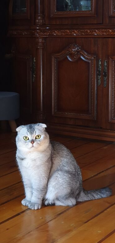 Pişiklər: Şinşilla, Erkək, Cütləşmə üçün — 3