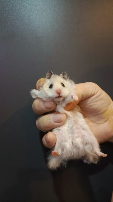 Gəmiricilər: Angora sort xomyaklar mehribandırlar bu sort dişləmir və aqressiv — 15