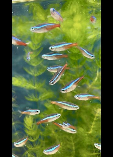 Аквариумы: Рыбки | Аквариумы | Оборудование | Аксессуары | Растения Богатый опыт — 6