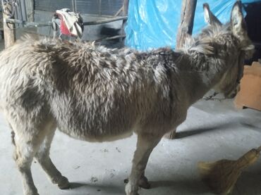 Другие с/х животные: Осёл рабочего ешек сатылат срочно улагы уйуру 💯💯💯 араба тартат жорго — 17