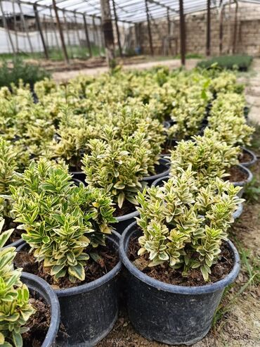 Çöl bitkiləri: Qızıl güllər dipçək gülləri həmişə yaşıl kolları zəhmət olmasa — 8