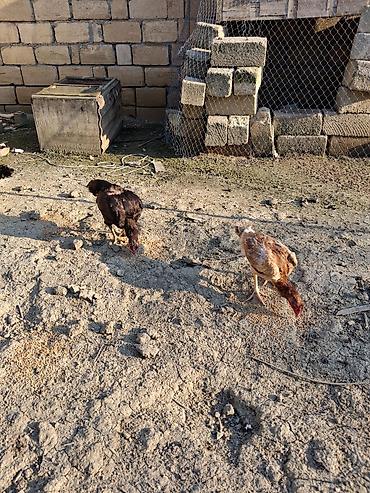 at satisi qiymetleri: Salam soldaki qırmızı ingilis fere satilir 60azn real alicilar narahat — 3