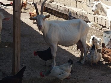südlük inek satilir: Dişi, Zanen, il: 1