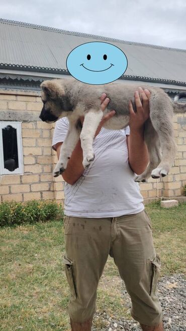 itle barter: Alabay, 2 ay, Dişi, Ünvandan götürmə