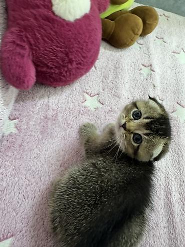 скотиш фолд котята: Шотландские вислоухие котята (Scottish Fold) Два мальчика и две — 7