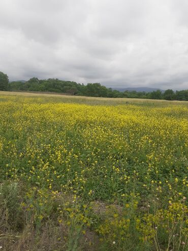 Landşaft işləri: Kupcalı 41 sot torpaq 20 sotda satilir — 27