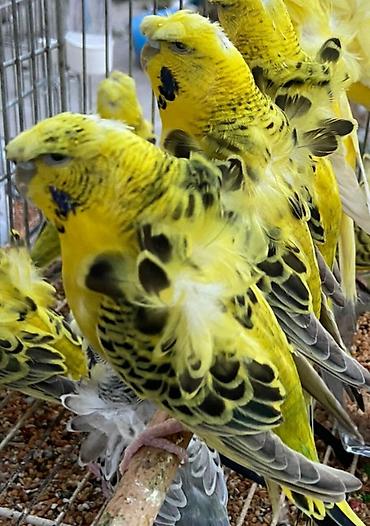 van kedisi: Yaponiclər 40_50 aznə qədər qiymət fərqi — 5