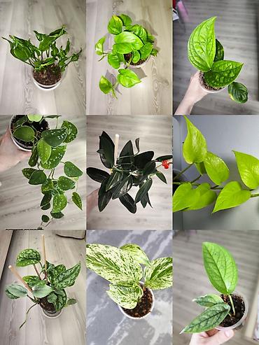 Другие комнатные растения: Разные комнатные растения. Чтобы узнать стоимость конкретного растения at lalafo.kg — 1 Другие комнатные растения: Разные комнатные растения. Чтобы узнать стоимость конкретного растения — 1