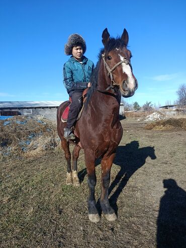 Лошади, кони: Продаю | Жеребец | Рабочий — 2