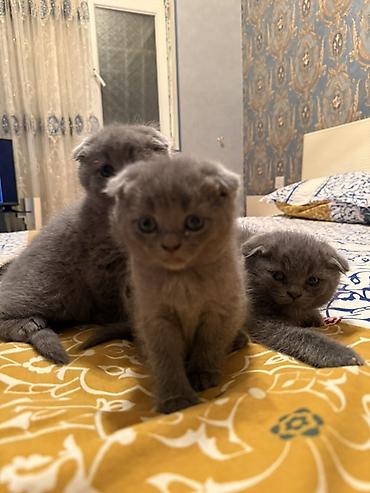 Pişiklər: Şotland yastı qulaq — 2