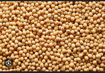 картошка семенная цена: Семена и саженцы Платная доставка
