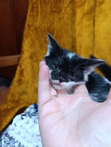 Продажа кошек: Отдам в добрые руки милых и ласковых котят!!!! Возраст 1,5 мес. - — 2