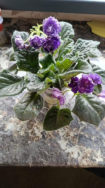 Фиалки и глоксинии: Сортовые фиалки С цветочками по 300с Без цветочков 250с Детки по 150с — 5