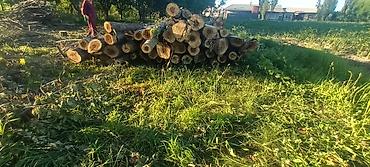 Дрова: Дрова Тополь — 3