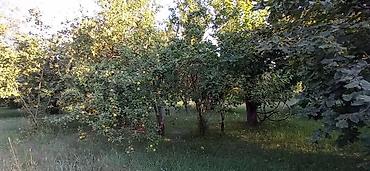 Torpaq sahələrinin satışı: 100 sot, Biznes üçün, Mülkiyyətçi, Kupça (Çıxarış), Müqavilə -da lalafo.az — 6 Torpaq sahələrinin satışı: 100 sot, Biznes üçün, Mülkiyyətçi, Kupça (Çıxarış), Müqavilə — 6