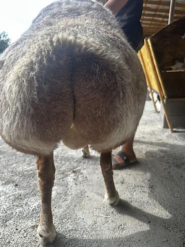 Баран, овца: Продаю | Баран (самец) | Арашан | Для разведения | Осеменитель — 12