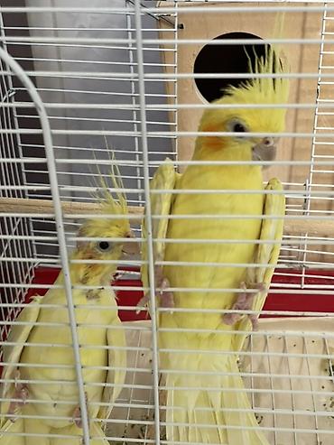 lutino: Məhsul: Nimfa (Cockatiel) cütü və qəfəsi Yumurtlayan quşlardır. - — 1