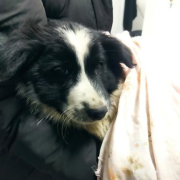 Отдам даром собаку: Щенок, черно-белый, среднего размера. Порода: дворняга . Возраст на — 18